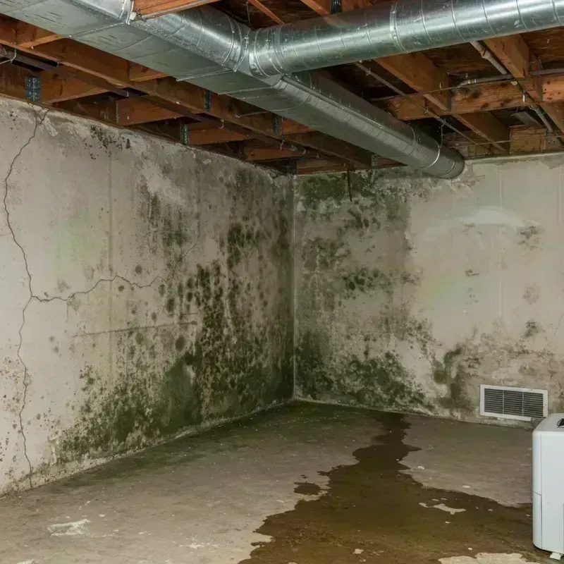 Professional Mold Removal in Galesburg, IL